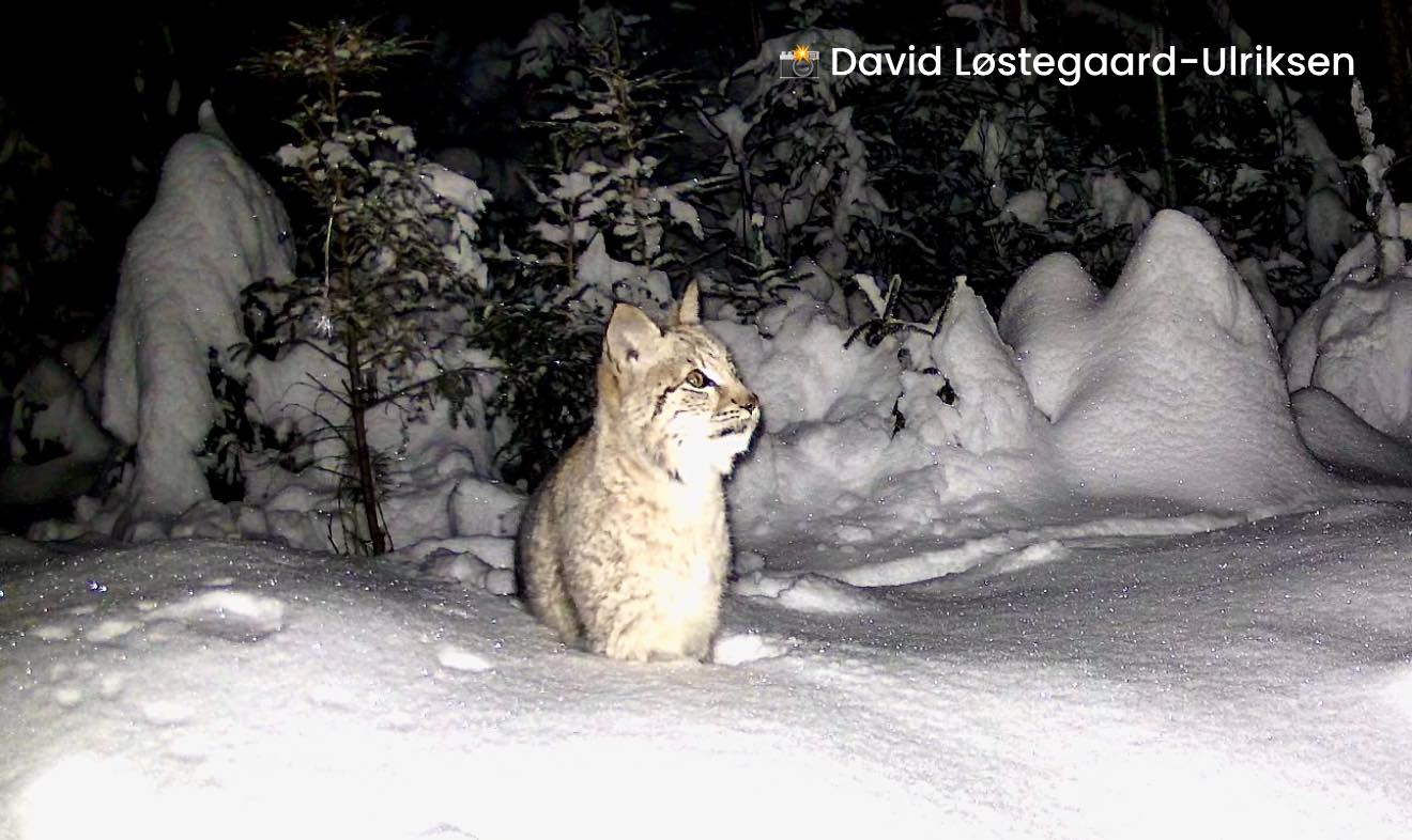 Hallingdal Wildlife
