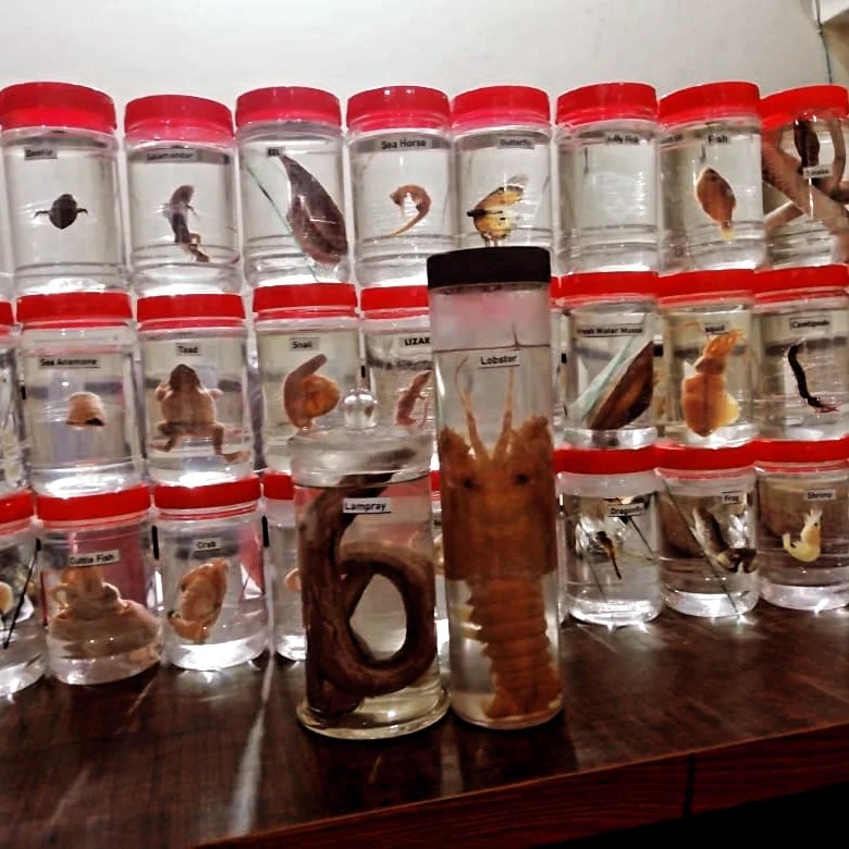 Preserved Specimens and animals For Biology and Zoology Lab School and ...