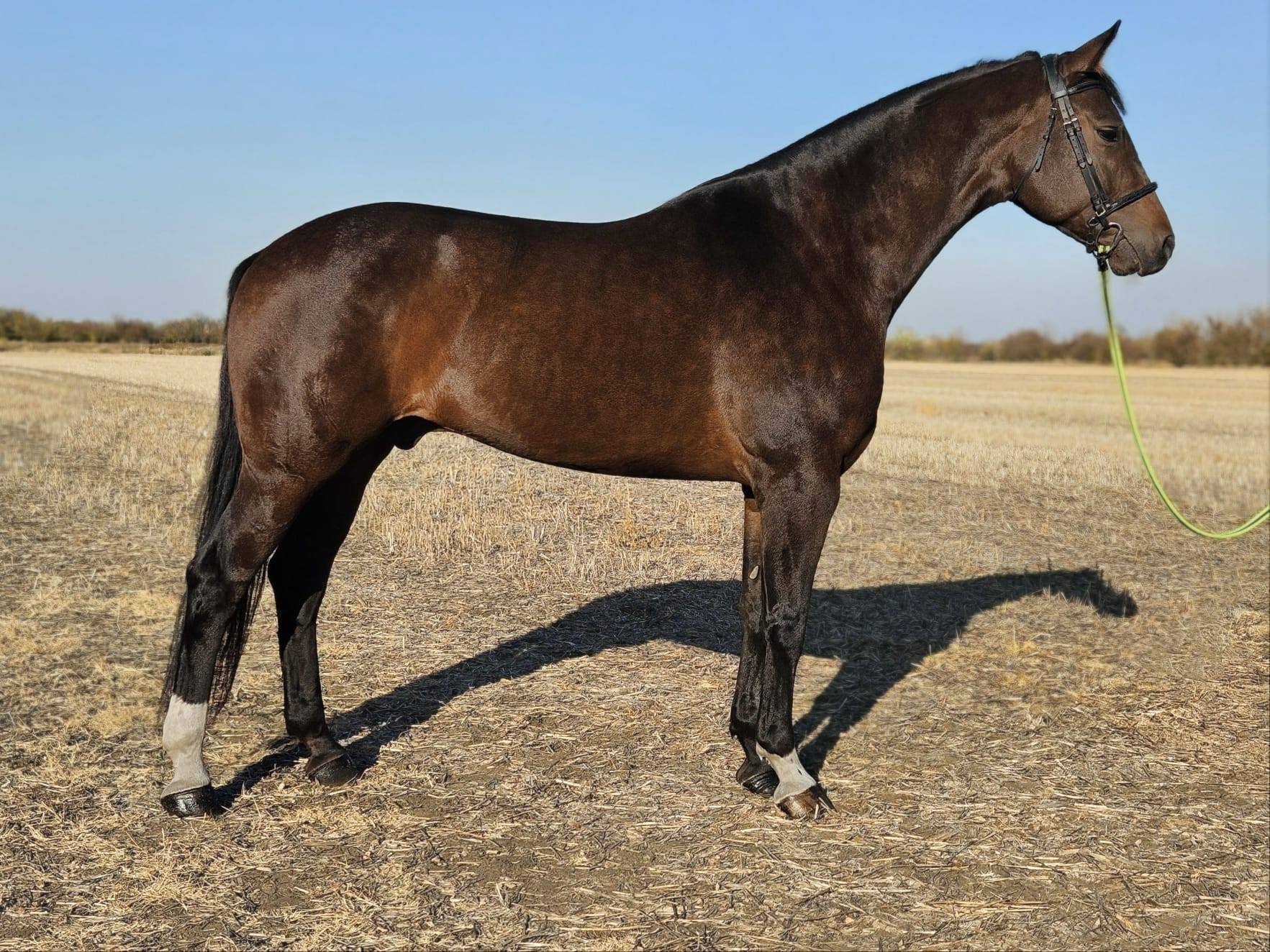 Angol telivér fedezőménünk: Our Thoroughbred stallion: Pigeon