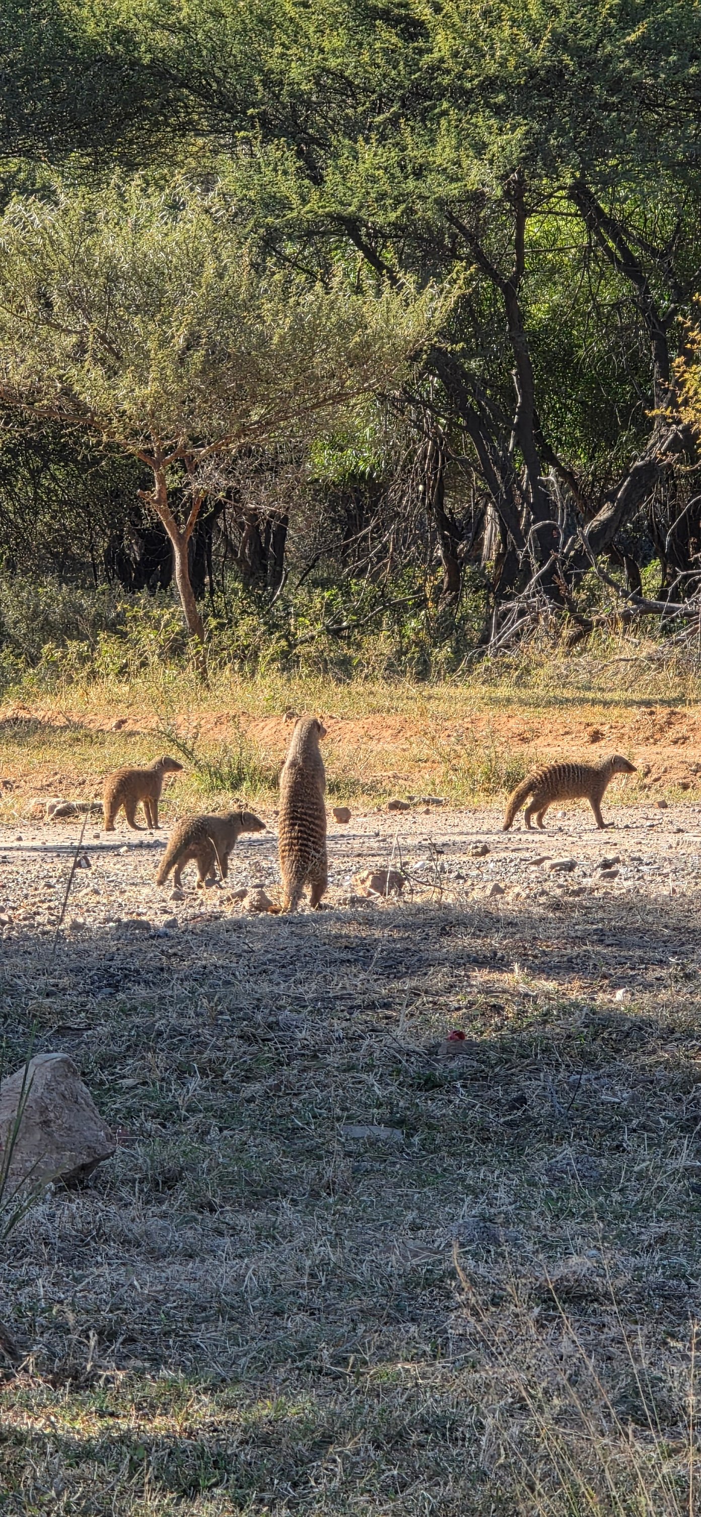 Bush Stalkers
