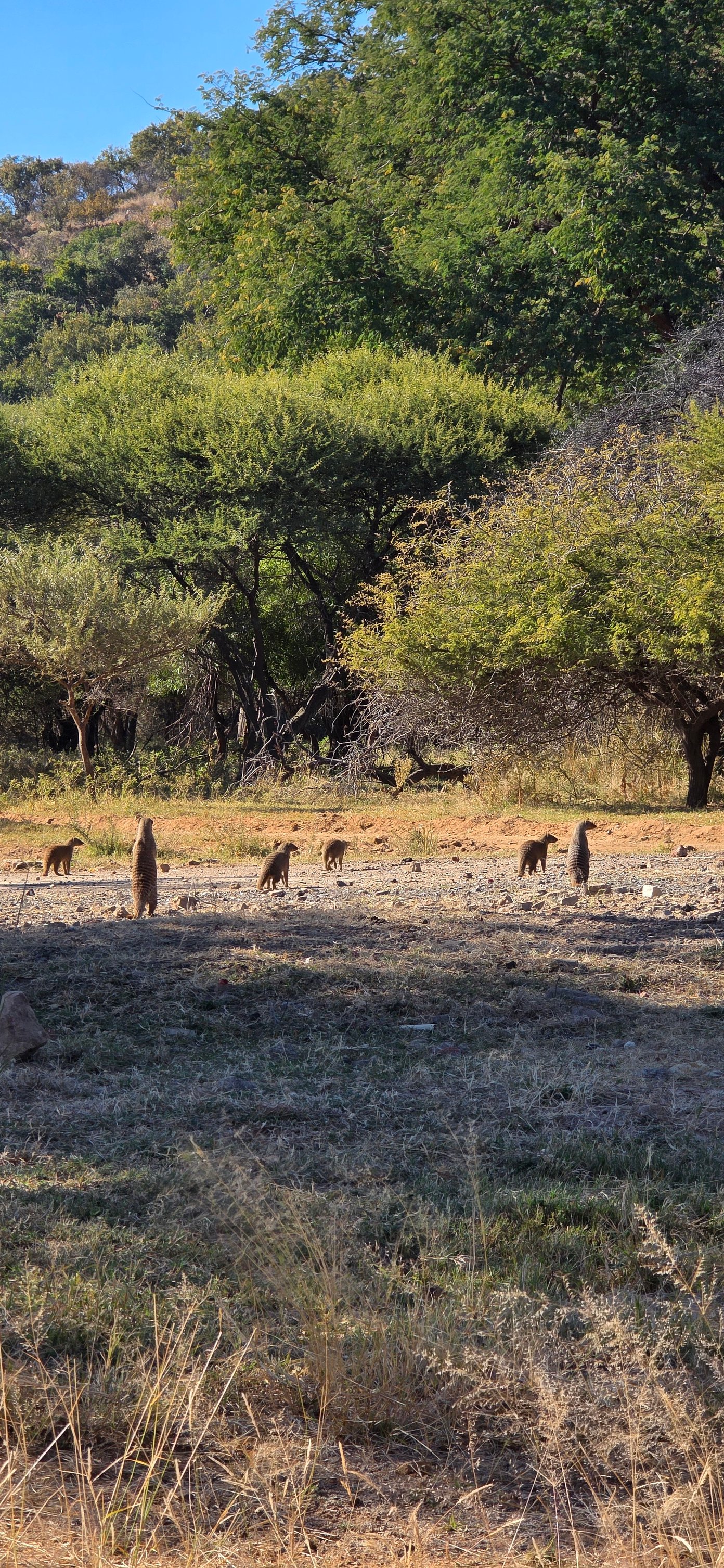 Bush Stalkers