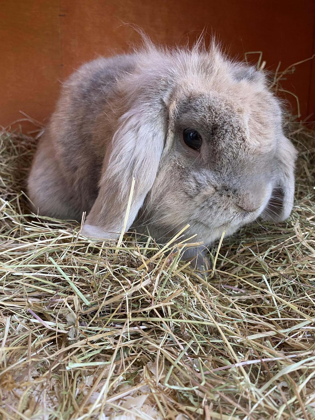 Spotted - Hiya could you post please. If any has see our rabbit Freddie ...