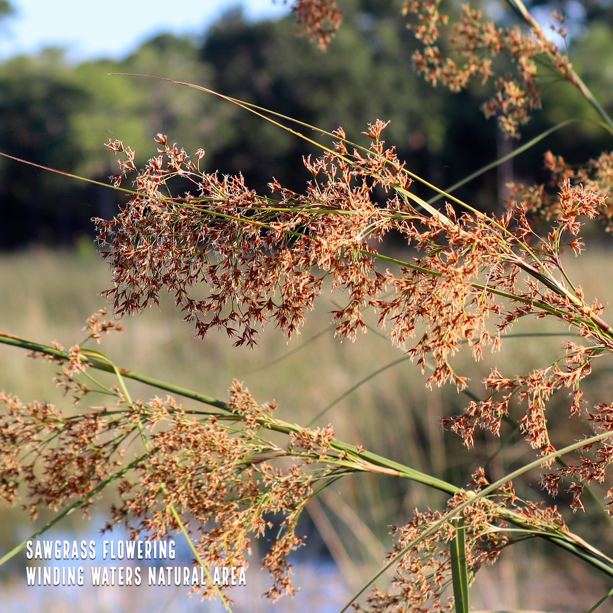 Did you know that South Florida’s iconic sawgrass is not a grass, but a ...