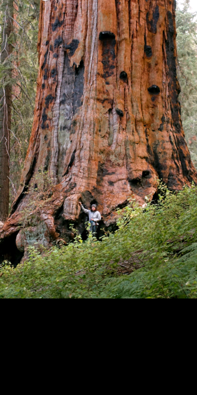 Archaeology & Civilizations | THE KING ARTHUR TREE (Sequoiadendron ...