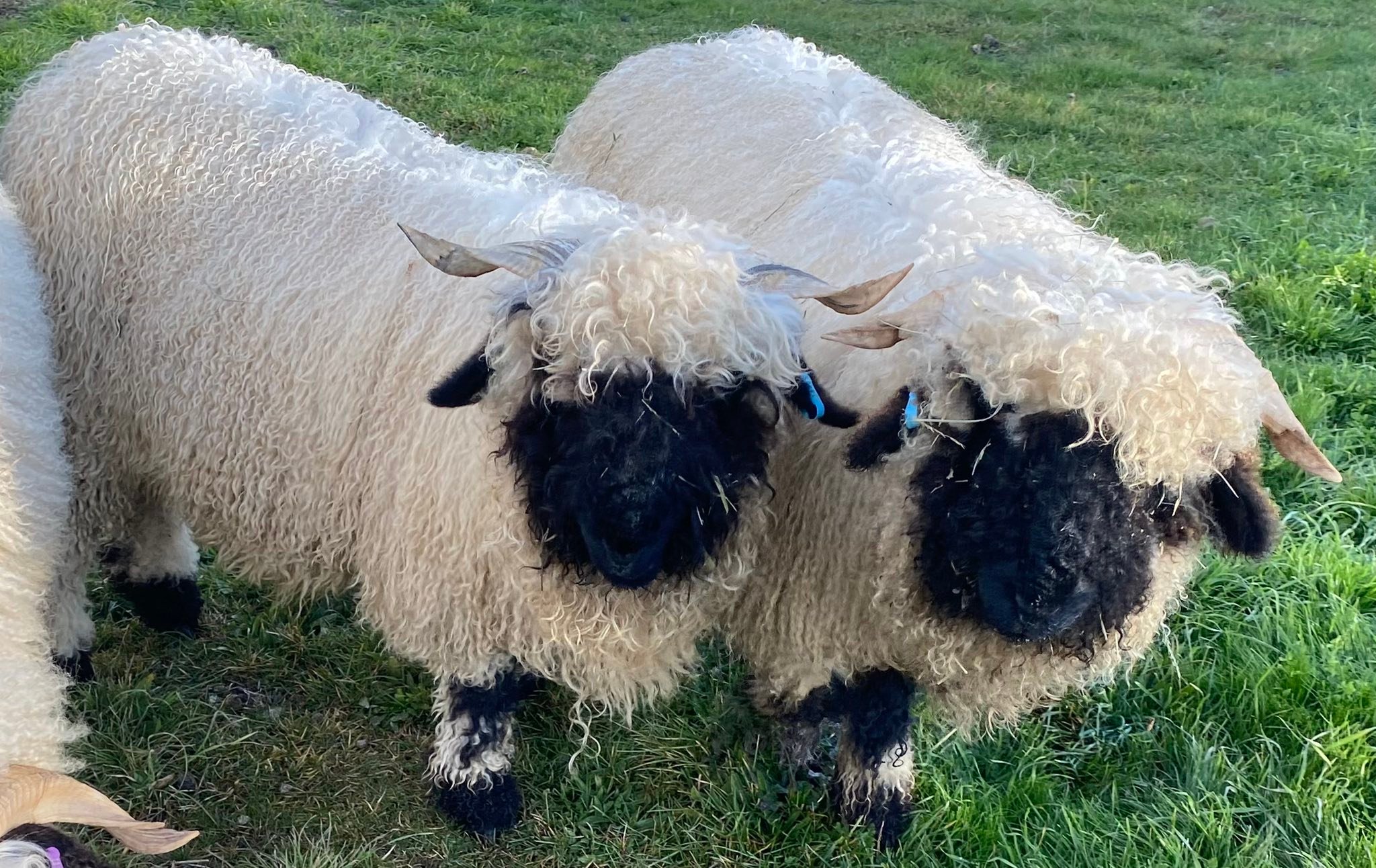Letts Gully Valais Blacknose
