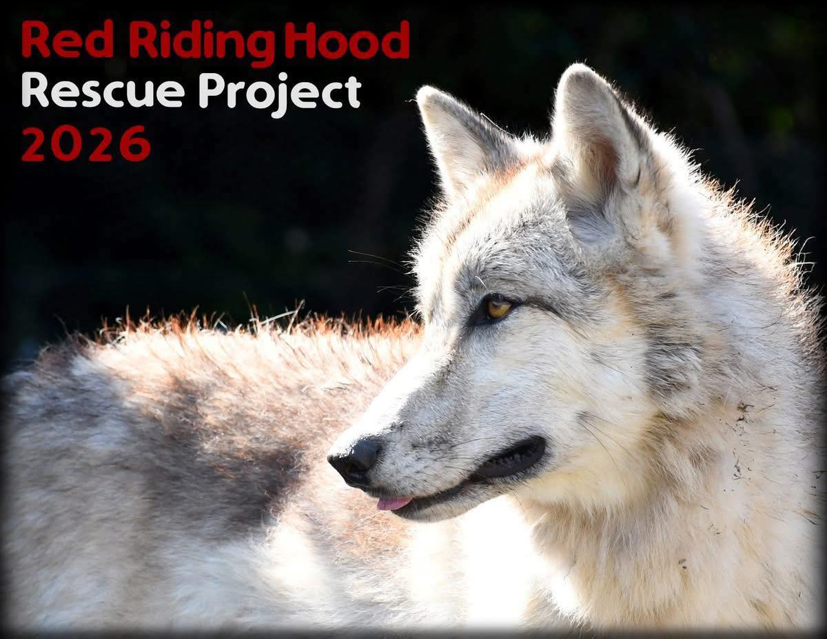 Red - Limited edition 2026 Red Riding Hood Rescue Project calendars are ...