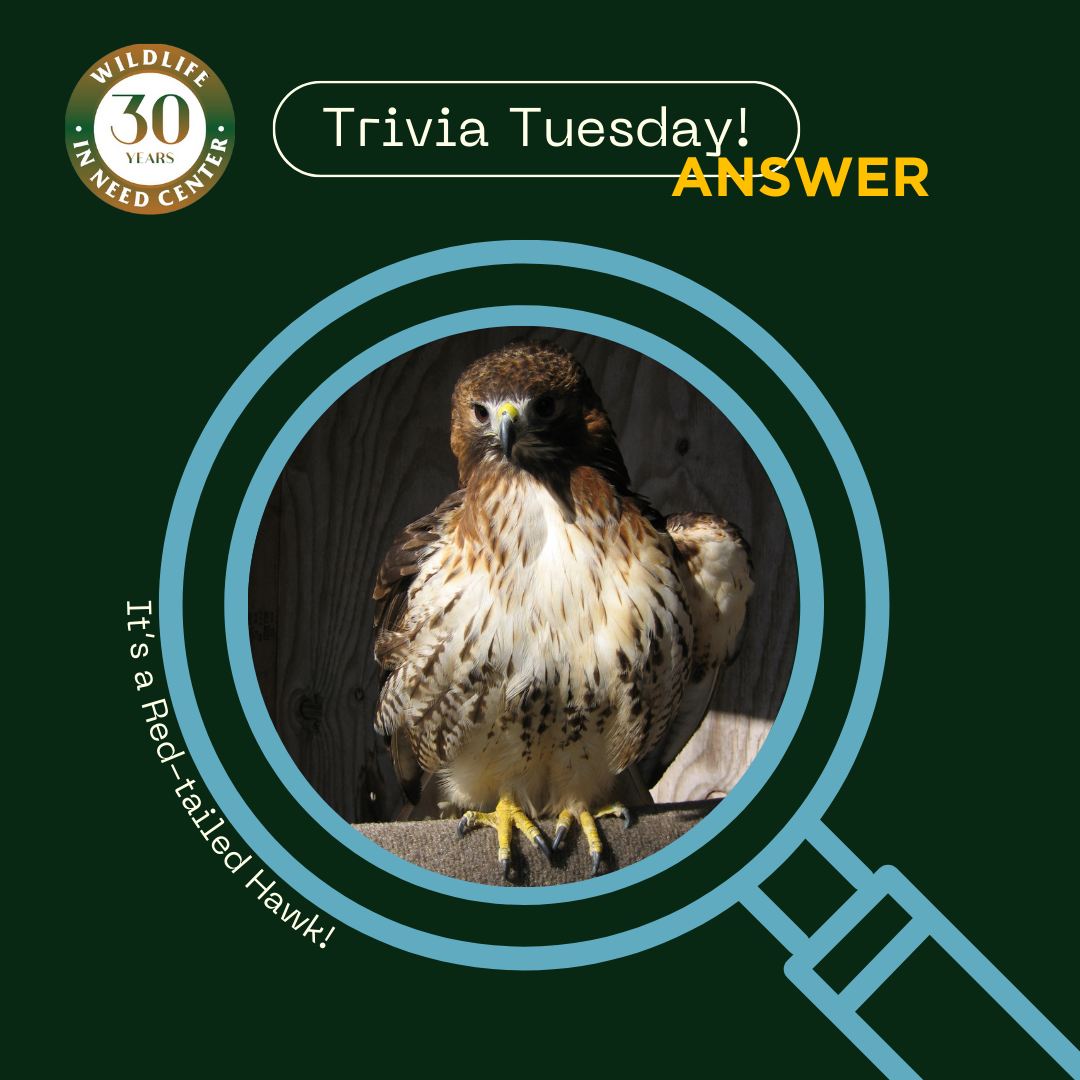Wildlife - Welcome back trivia fans! Today's #TriviaTuesday answer is a ...