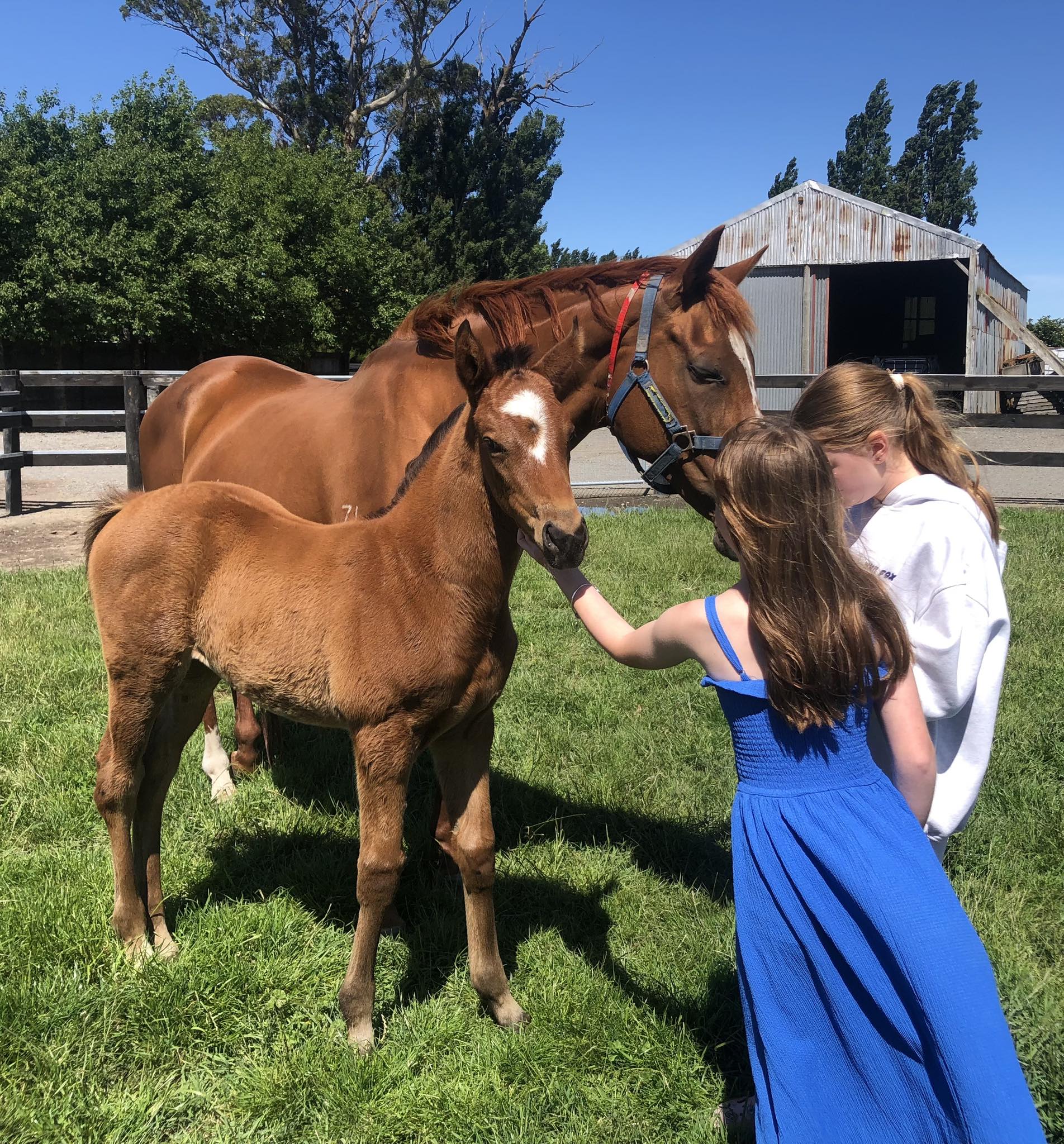 How about this for a cracking filly foal! Sword of State x Mistaar