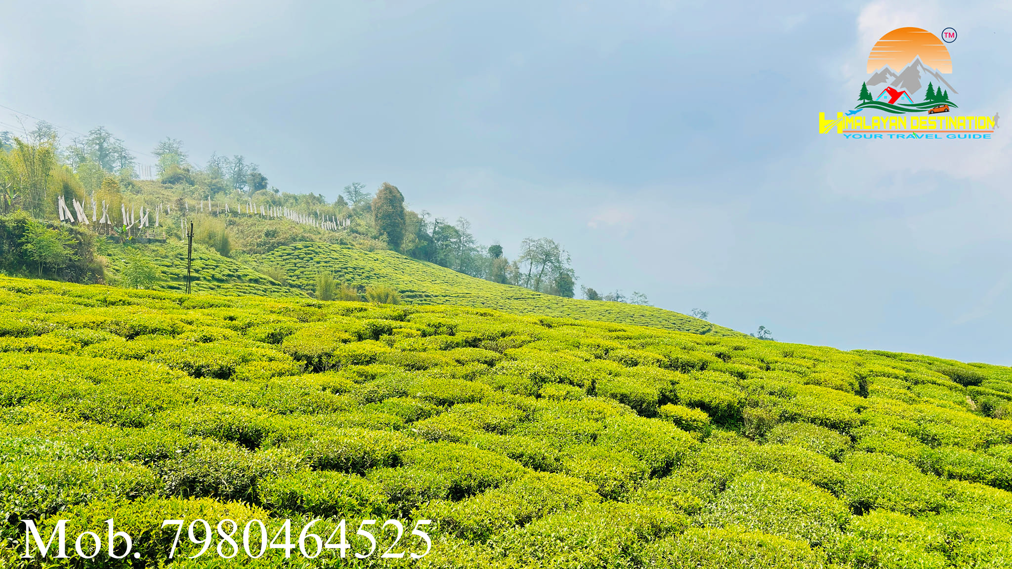 Himalayan - Temi tea is one of the most charming and famous tea garden ...