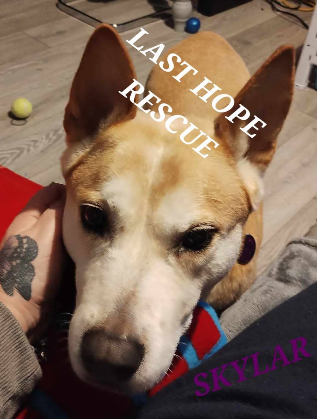 LAST HOPE ANIMAL RESCUE | Facebook
