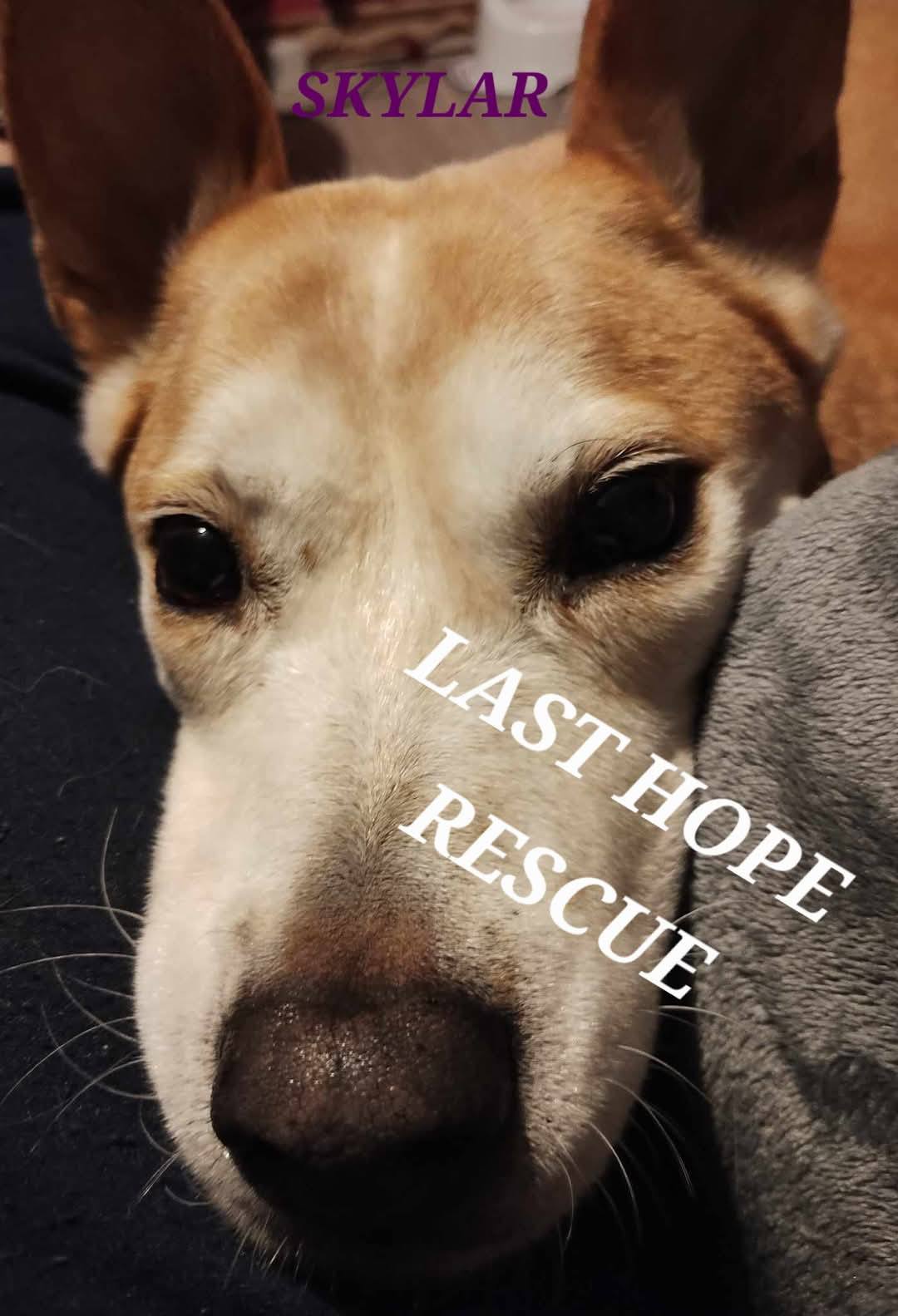 LAST HOPE ANIMAL RESCUE | Facebook