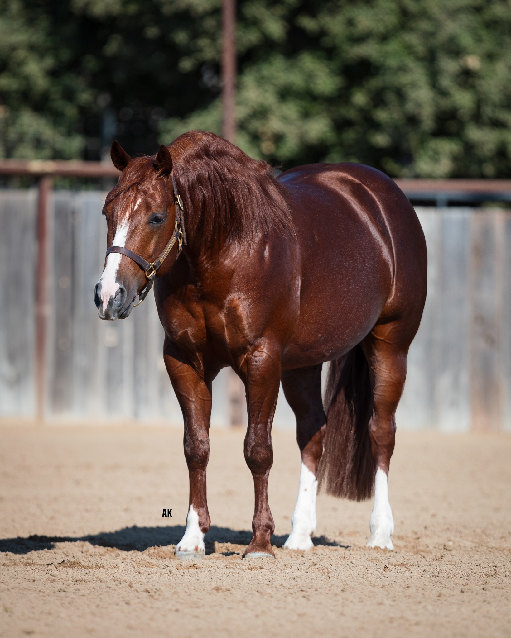 Good horses start with good care. At... - Red Arrow Ranch LLC | Facebook