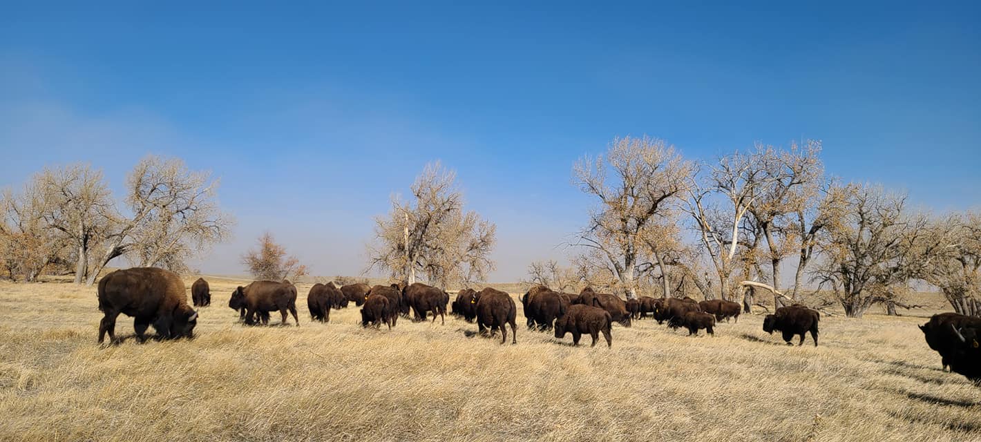 Here are some pictures of our... - Pierce Land & Bison