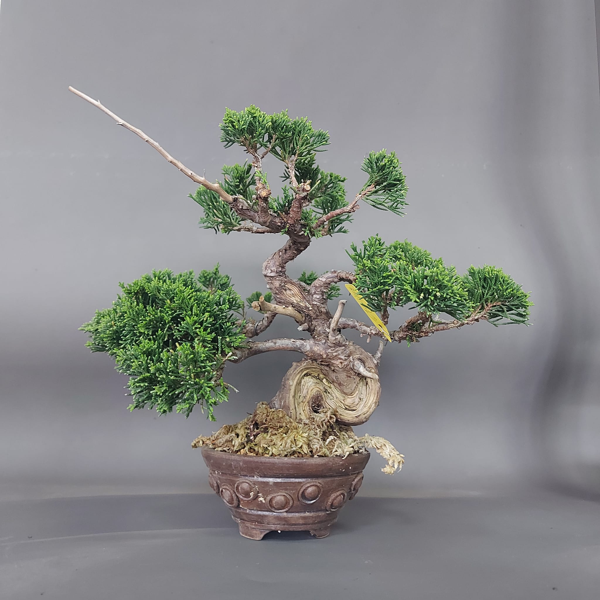 小品盆栽真柏 （FIRE.様用盆栽]真柏/小品/半懸崖 （真柏盆栽 糸魚川真 