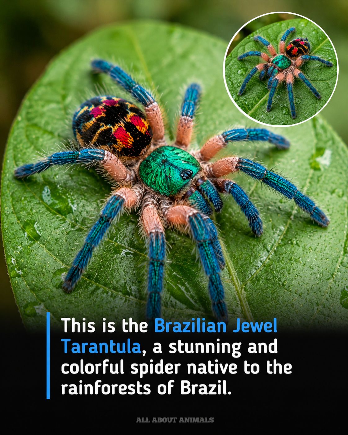 Rainbow colored spider as big as a tarantula?