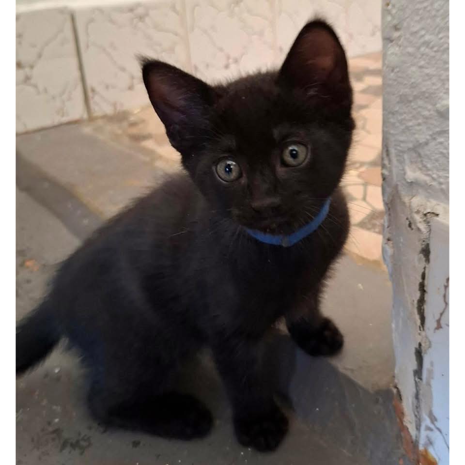 ️ ️ADOPTION PENDING ️ ️ 🏟️🏆... - Perth Rescue Angels | Facebook