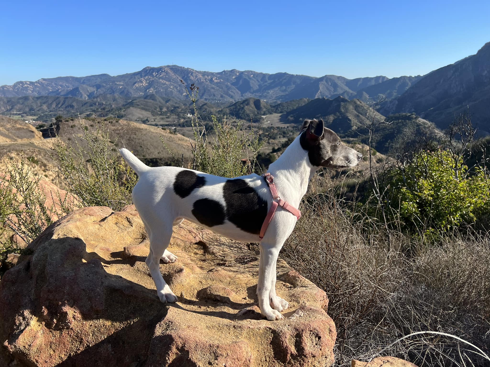 Appleton Kennels / Rat Terriers