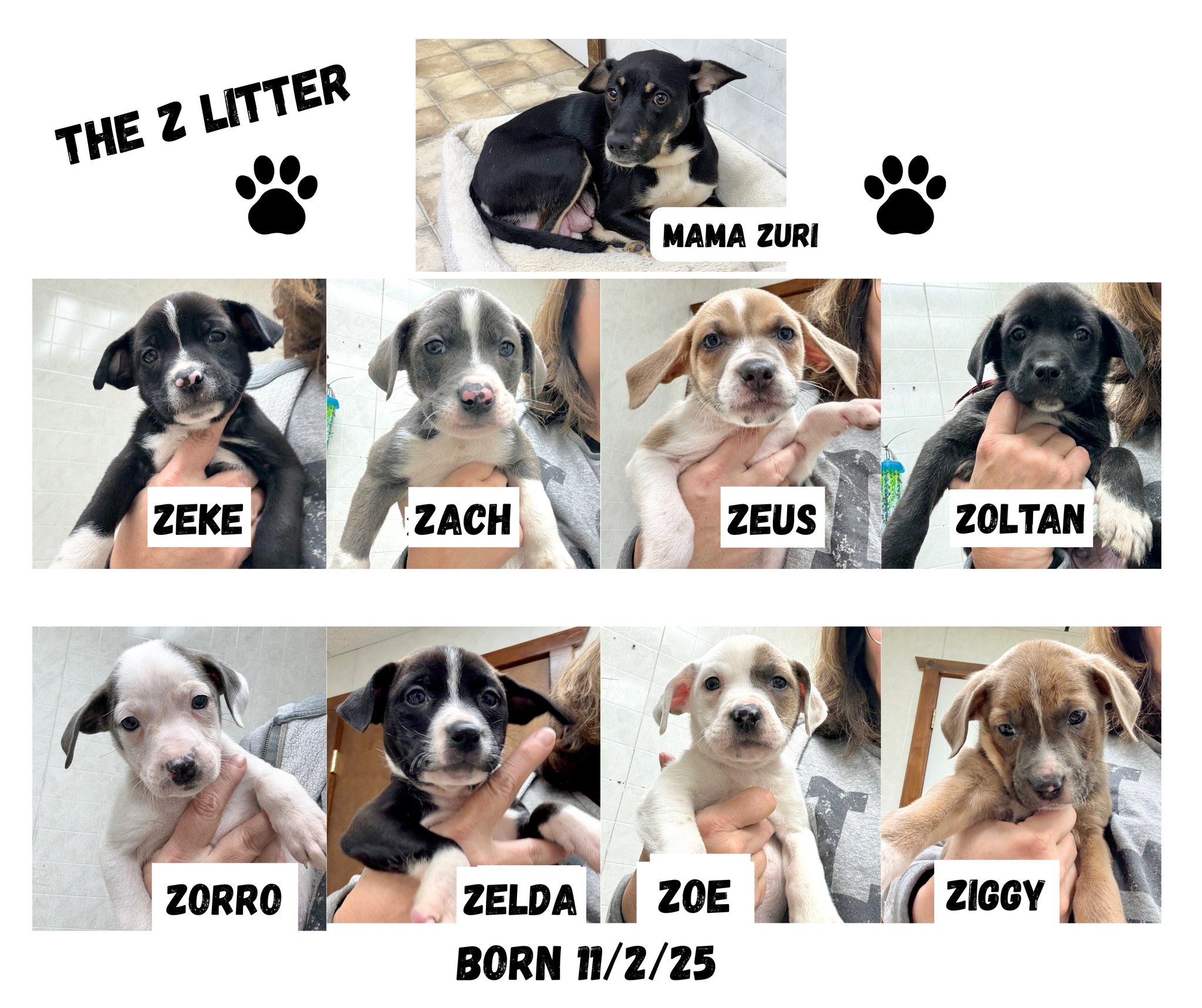 Project Hope... - Project Hope Animal Rescue Foundation