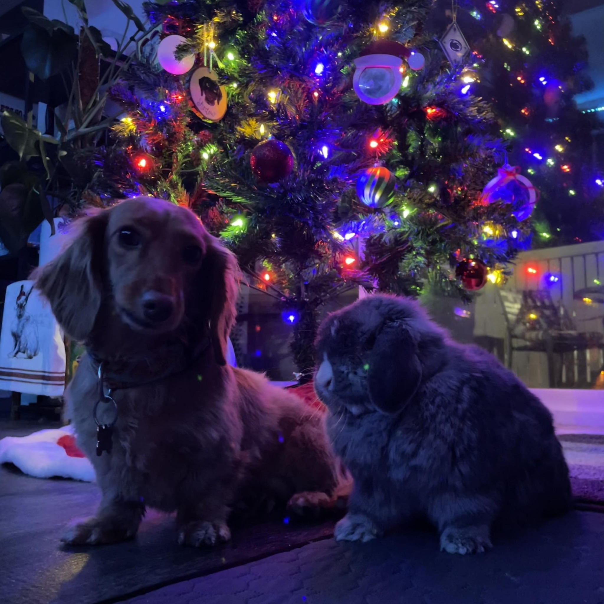 Welcome to Romeo Rabbit Rescue Mama Peaches, Daddy Smokey, and our ...
