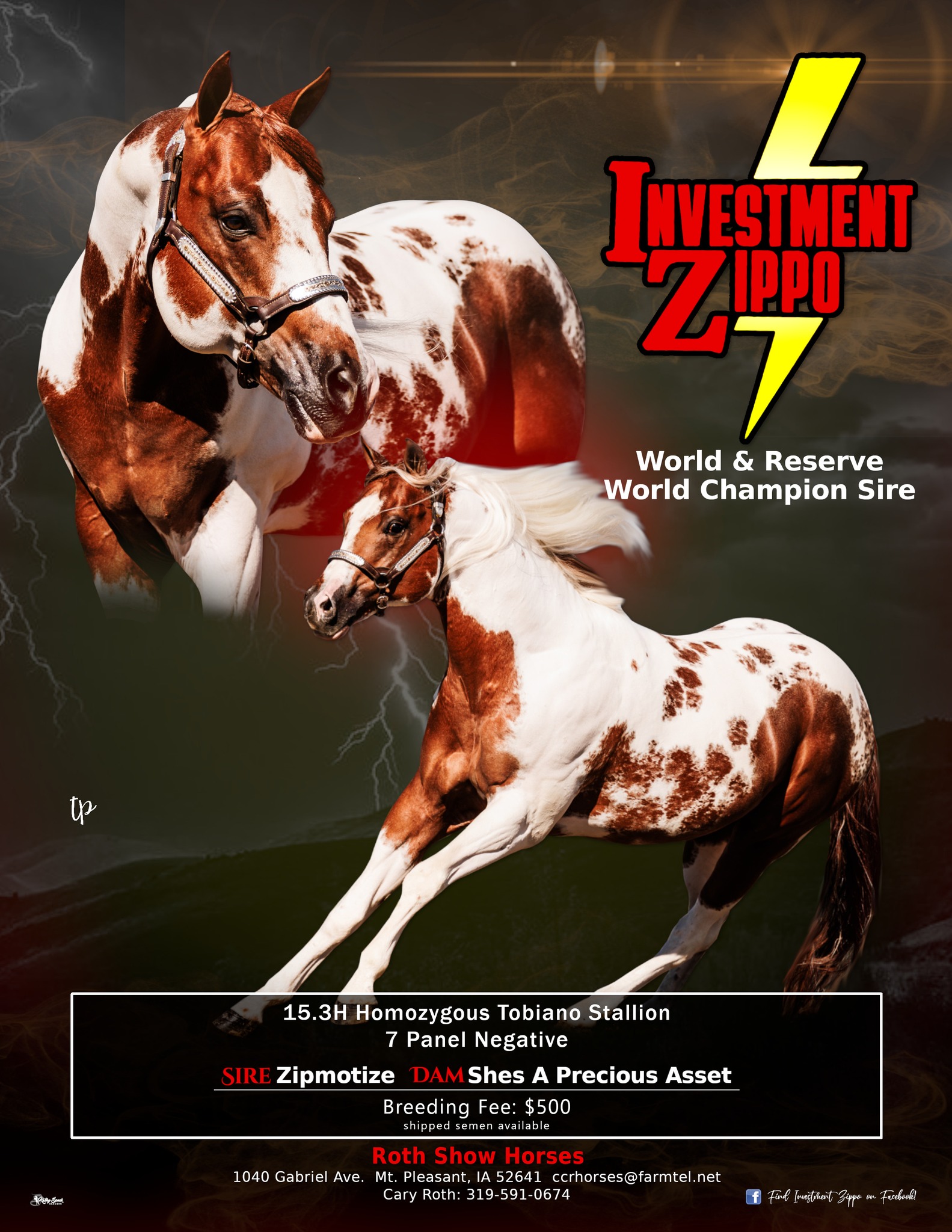Investment Zippo - Homozygous tobiano and 7 panel negative. World 