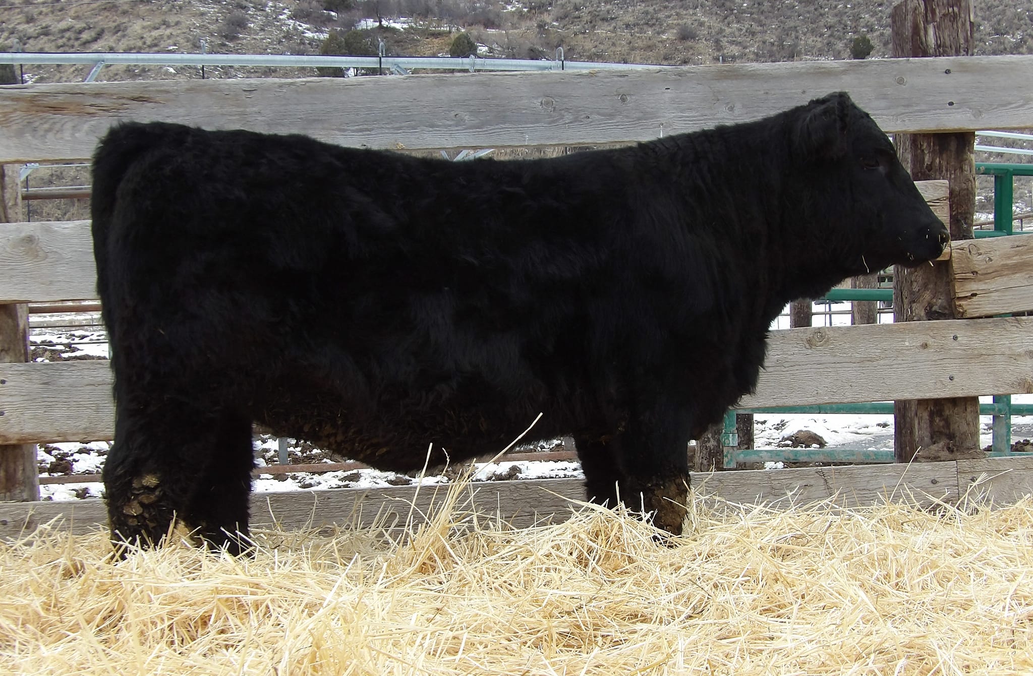 Table Rock Ranch | Ririe ID
