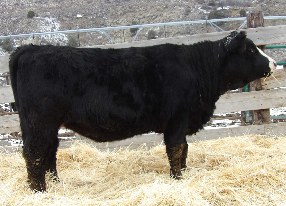 Table Rock Ranch | Ririe ID