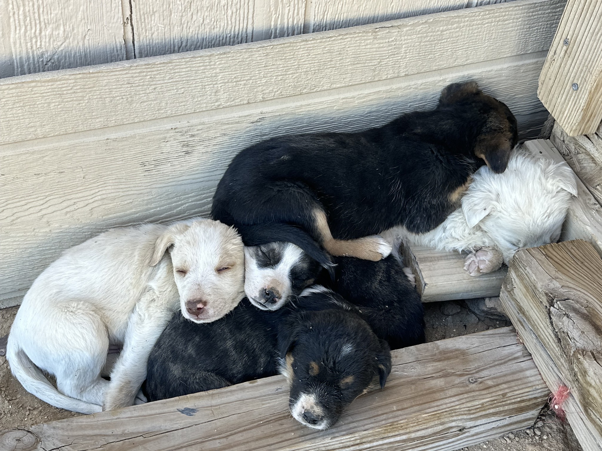 Help ‼️ We... - Underdog Animal Rescue and Rehab-Moab, Utah