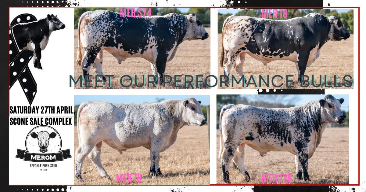 💥Come meet our Performance Bulls... - Merom Speckle Park Stud | Facebook