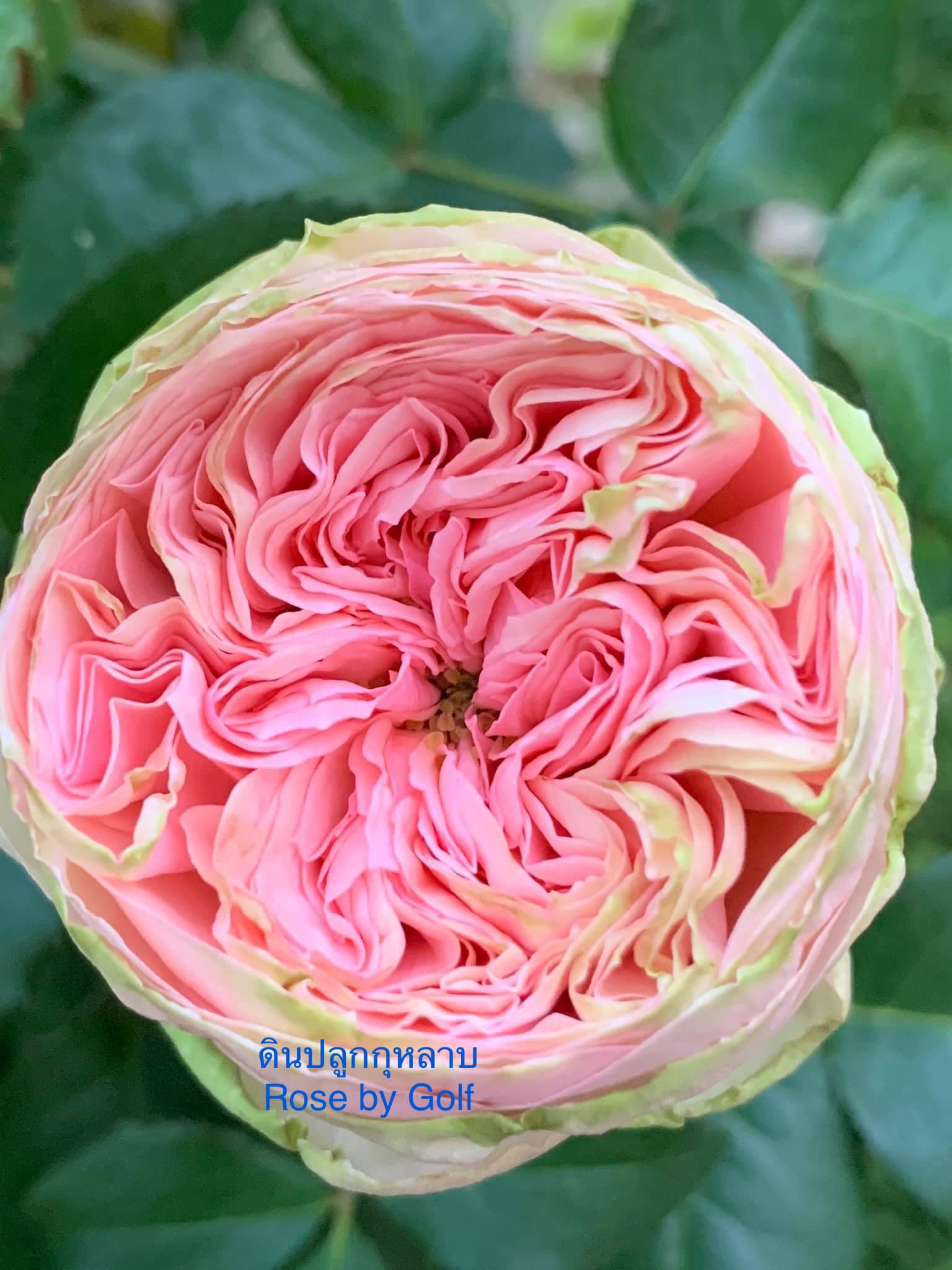 Rose by Golf - อยากให้ดอกสวย ต้องเน้นปุ๋ยสูตรเร่งดอก...