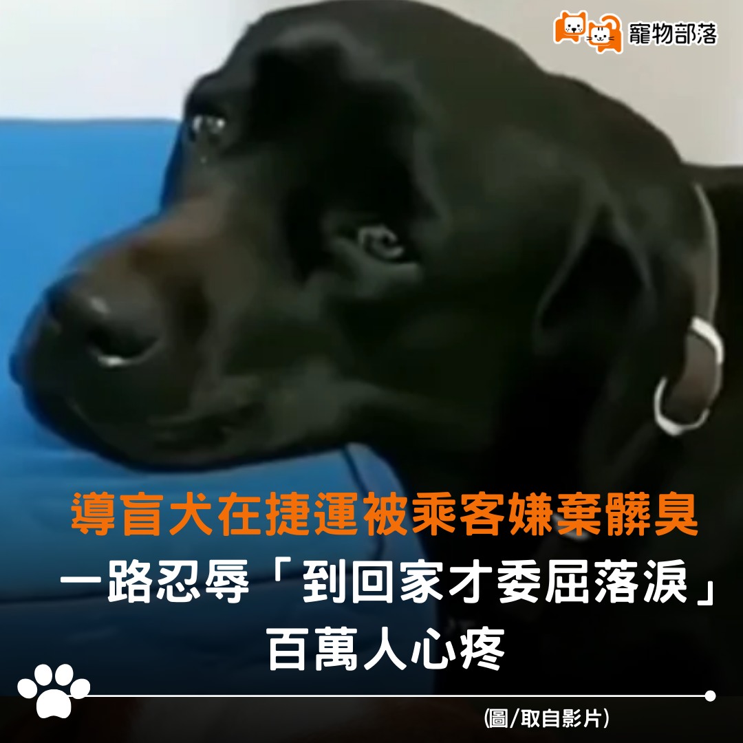 udn寵物部落 - 導盲犬在捷運上遭嫌棄仍默默守著主人，直到回到家，才在熟悉的懷裡流下委屈的眼淚....🥲 牠為人類工作，卻不該承受這樣的傷害 ...