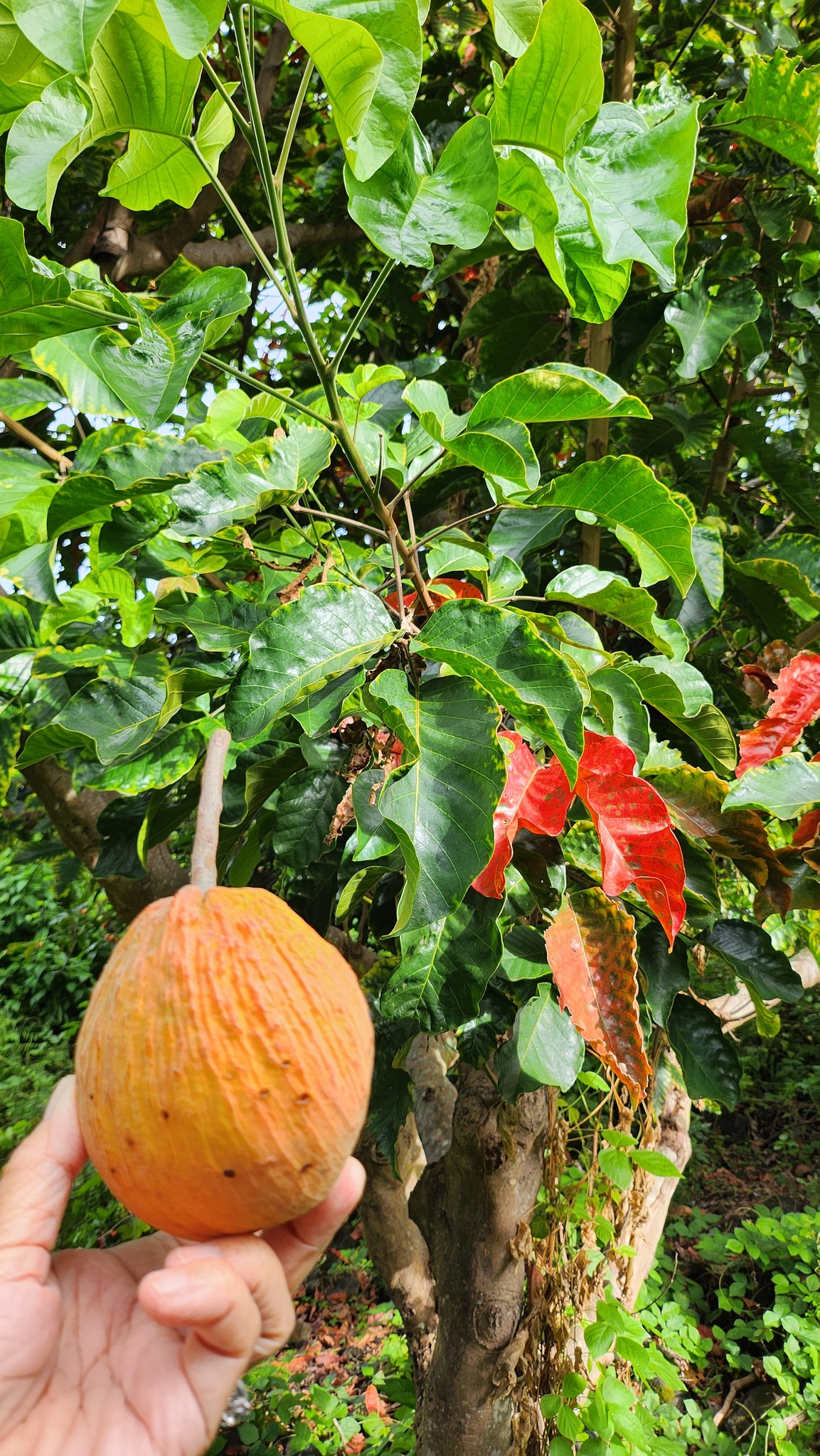 Aloha! Wondering what this is? Mahalo!