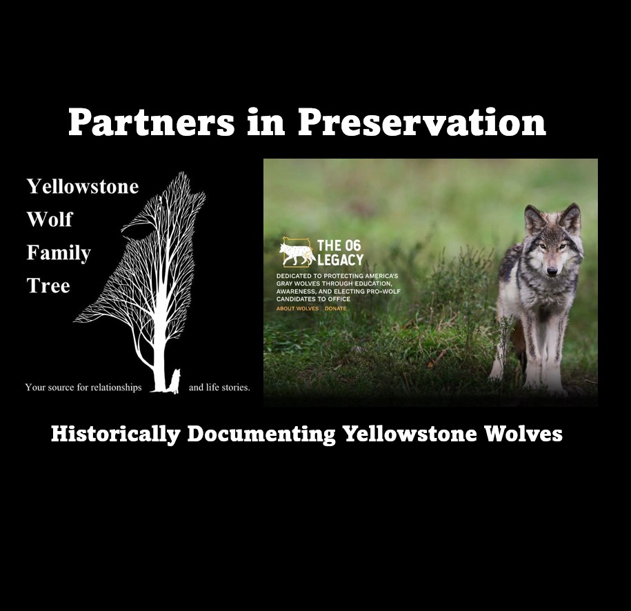 Yellowstone Wolf Family Tree | Gardiner MT