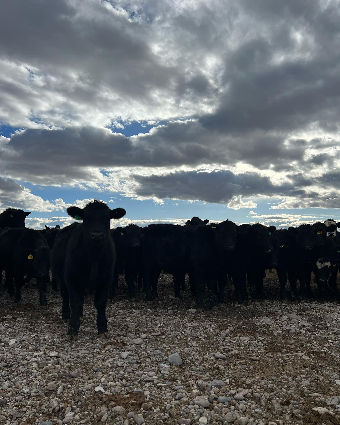 Arrington Ranch LLC | Wisdom MT