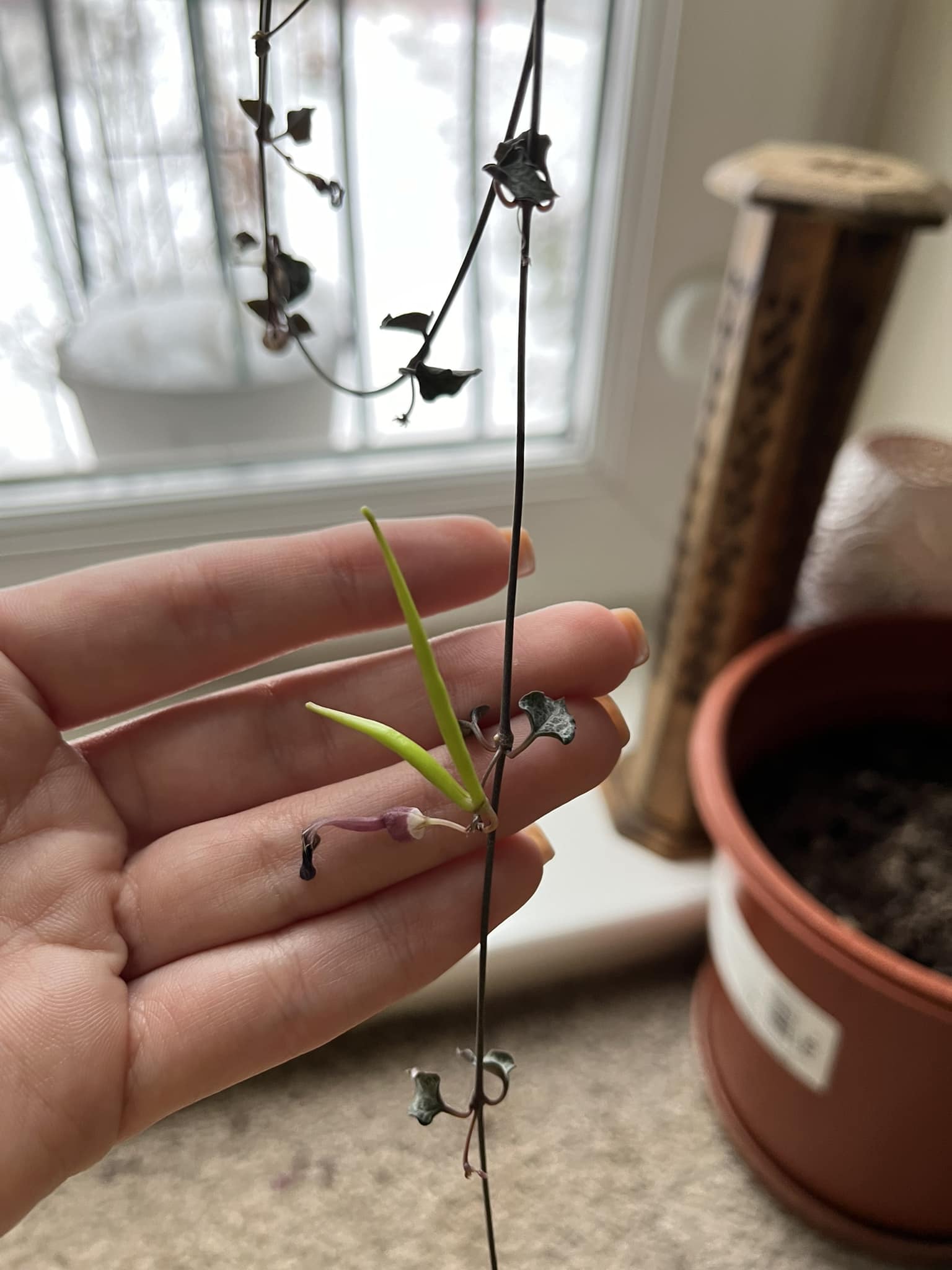 What are the spiky growths on my string of hearts plant?