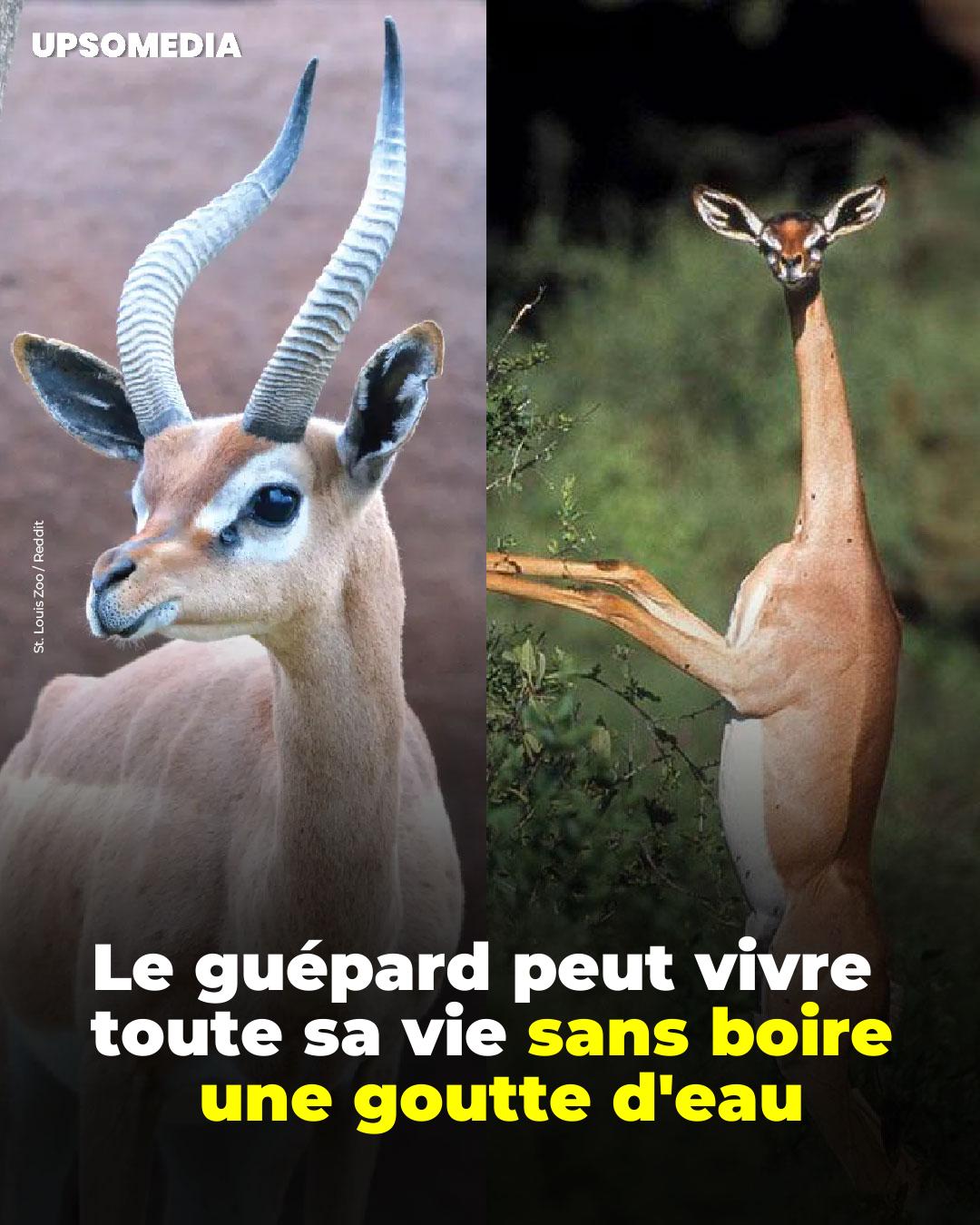 savoir-nous-vous-pr-sentons-le-gerenuk-une-antilope-originaire-d