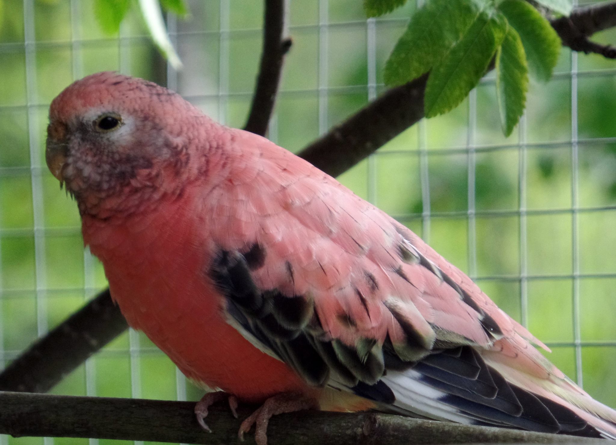 Beautiful & Cute 💗💛🤍🖤... - K&S Parrots, Parakeets Farm | Facebook