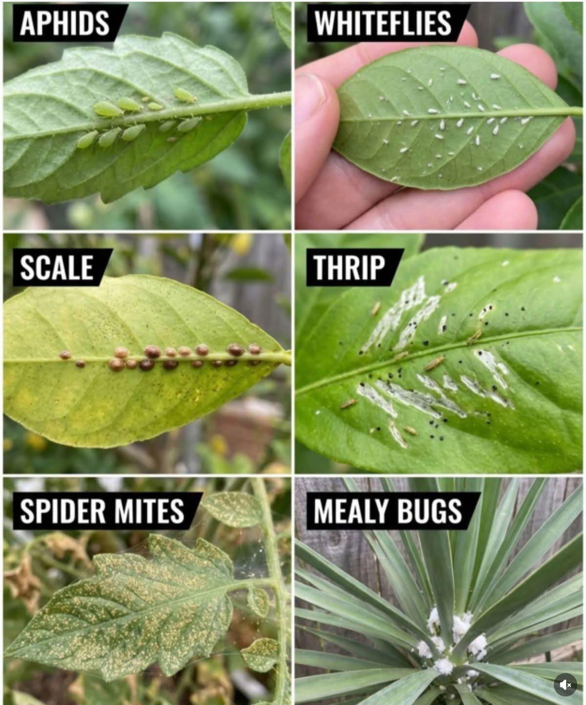 Specialty - A quick visual guide for some of the most common plant ...