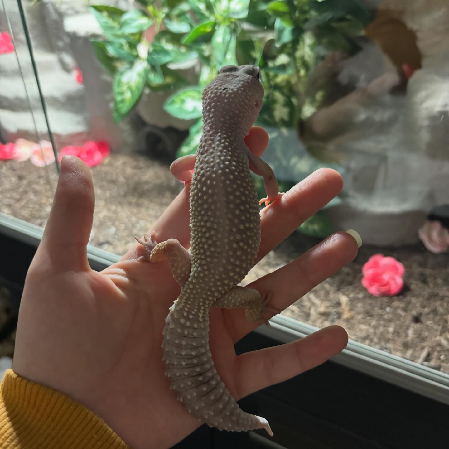 Ruby's Reptile Rescue | Pontypridd