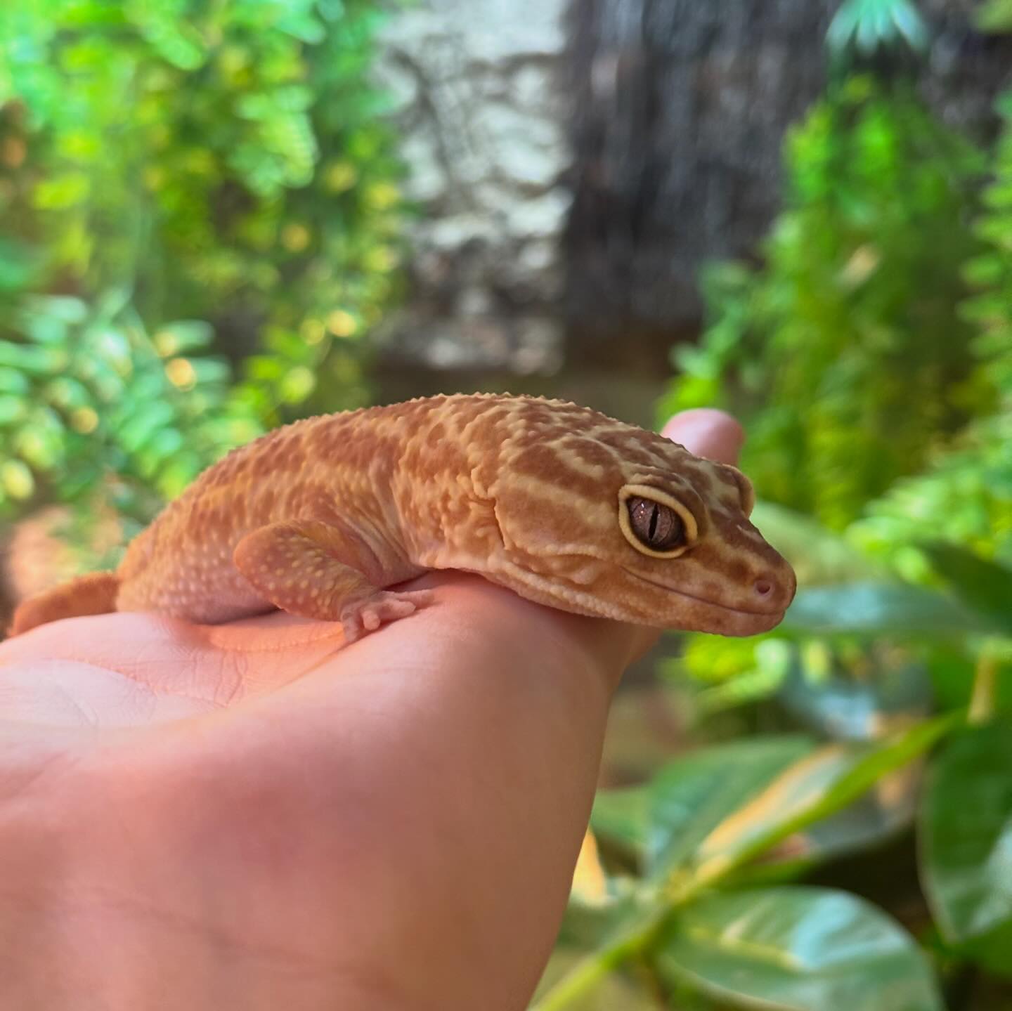 Ruby's Reptile Rescue | Pontypridd