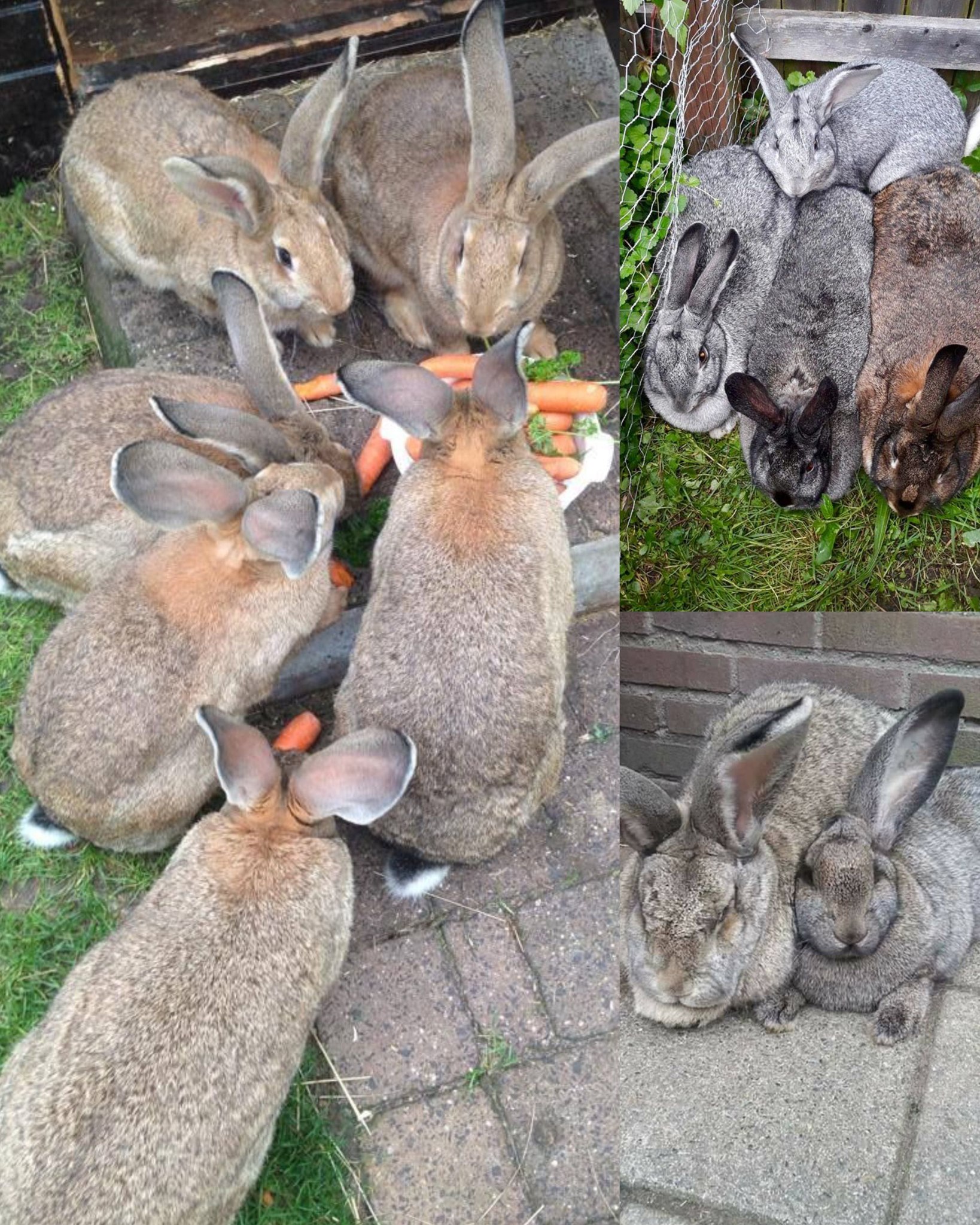 Farming - 6 BIGGEST RABBIT BREEDS 🐇 1️⃣ Flemish Giant - One of the ...