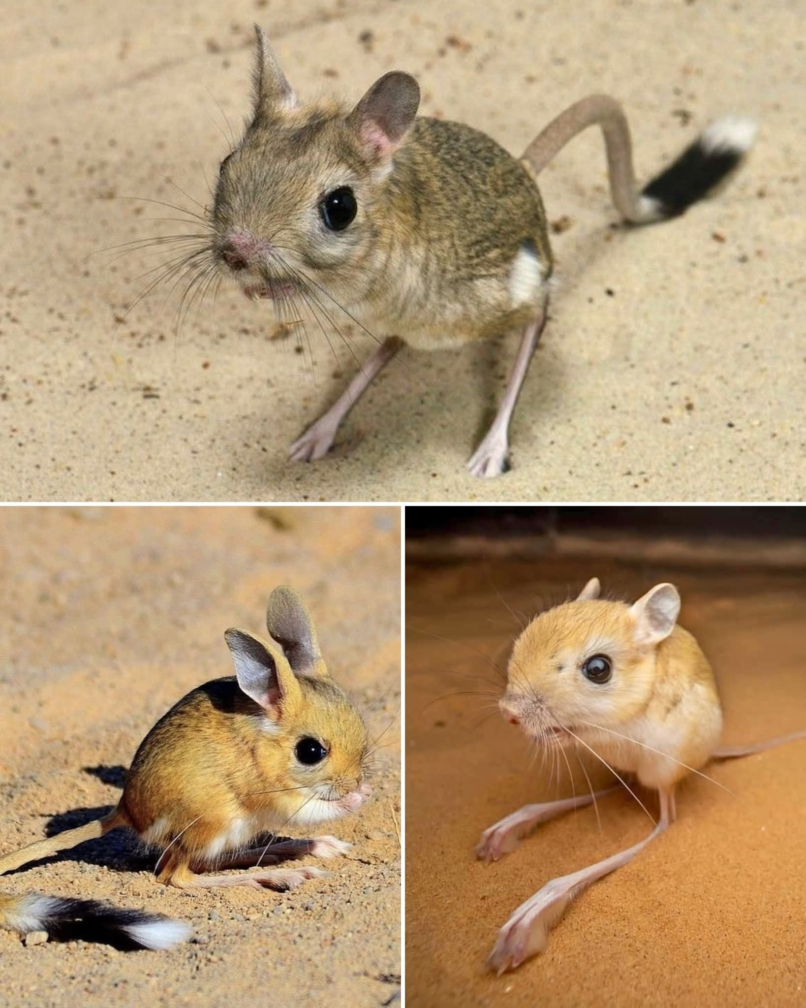 Lesser Egyptian jerboa at Smithsonian's museum reminds of Muad'dib