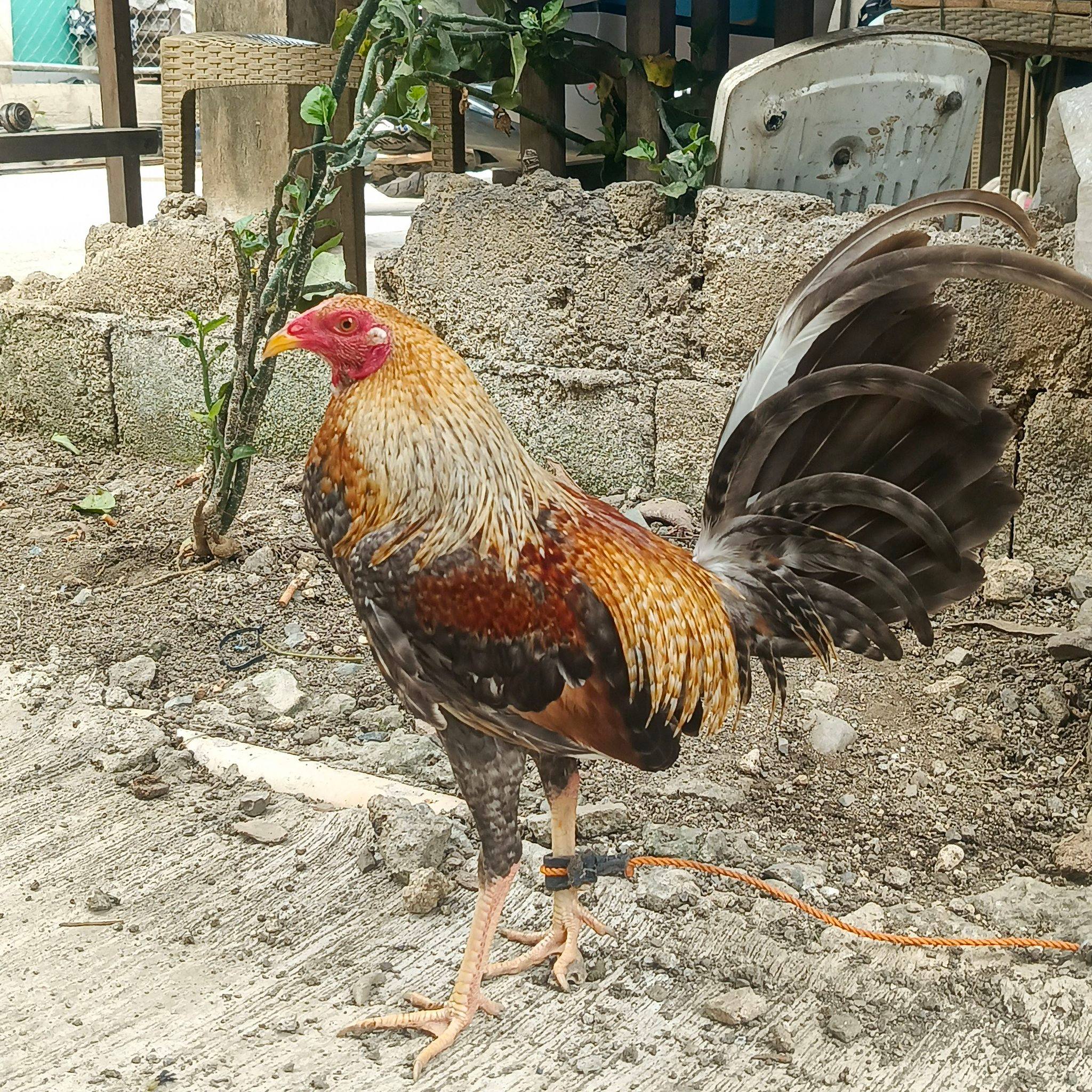 Reymart Gulfan Fabricante