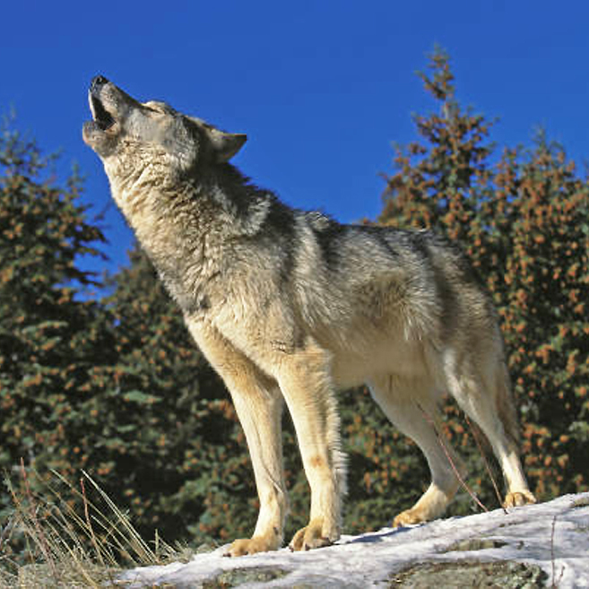 Canuckle - Canuckle #1326: HOWLS 🐺 Wolves are known for their haunting ...