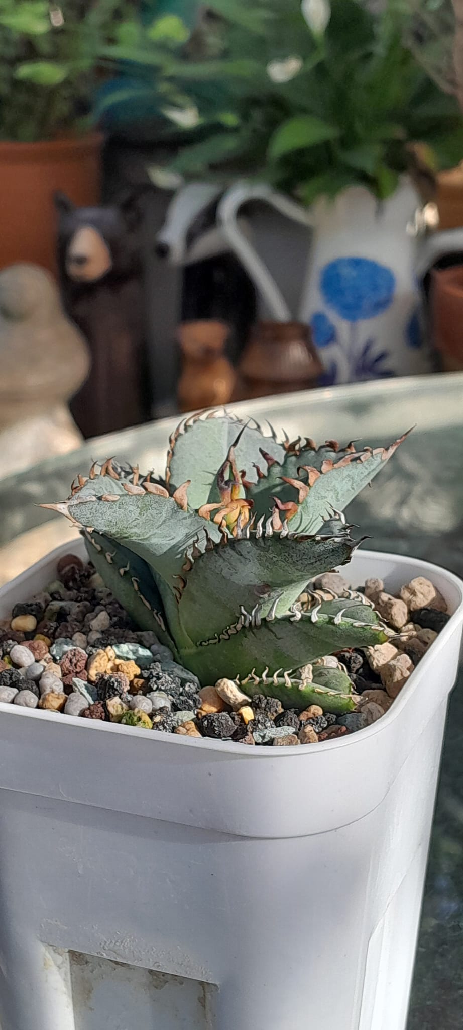Agave Titanota blue (seeding)