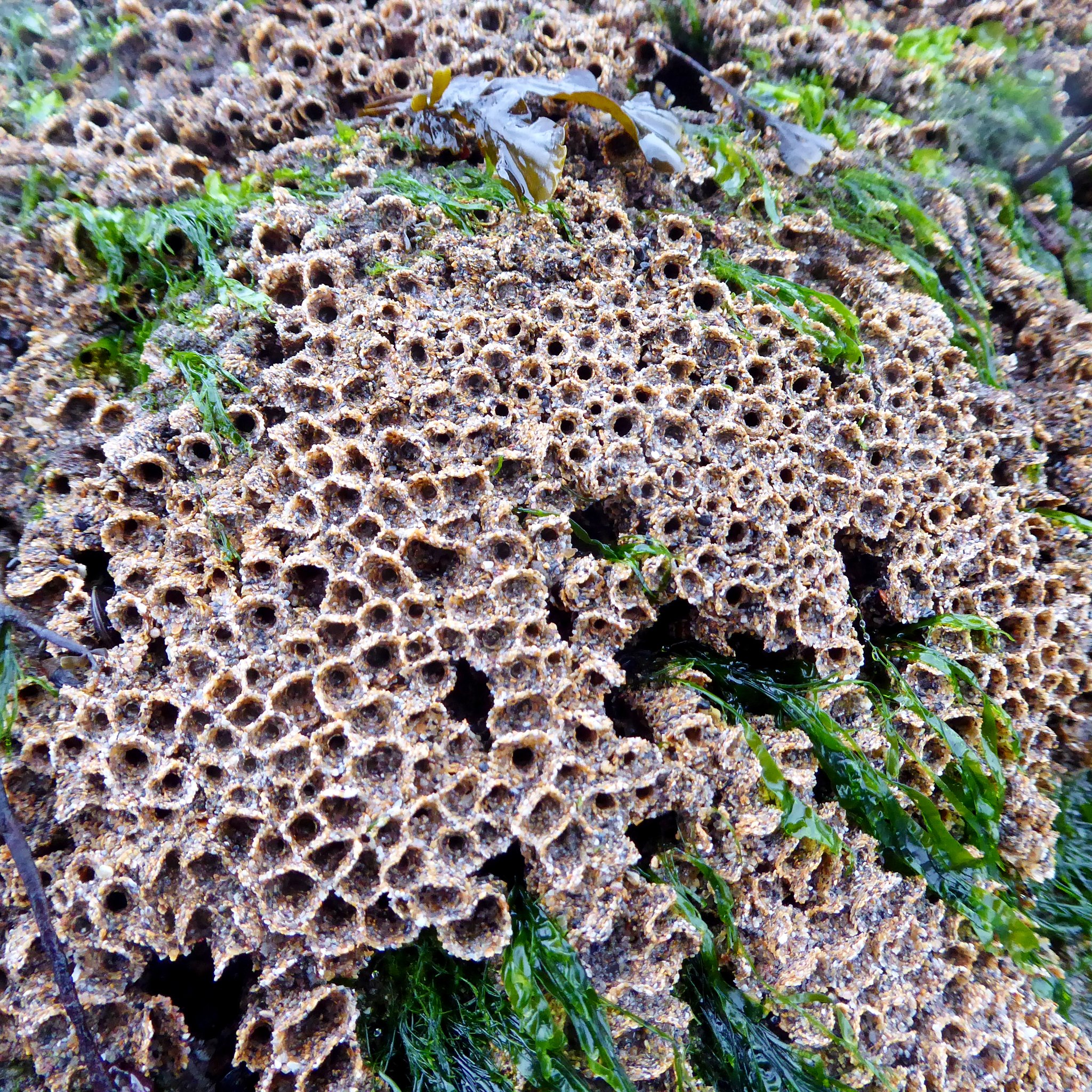 Wild - 🌊 Honeycomb worms (Sabellaria alveolata) photographed along the ...
