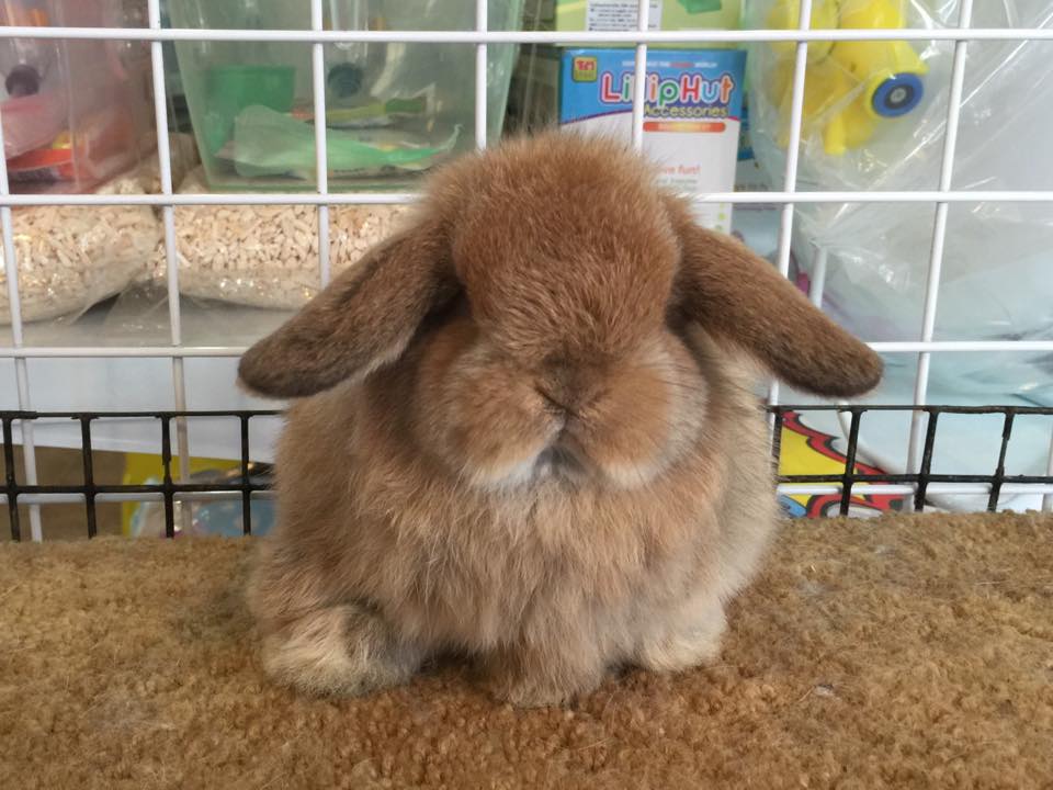 KB Rabbit - รับส้มกลมๆสักลูกมั้ยครับ?.. อิอิ Holland lop... | Facebook