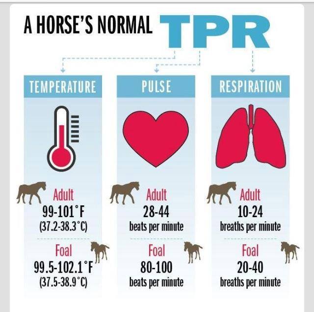 Newmarket - Measuring a horse's TPR (temperature, pulse and respiratory ...