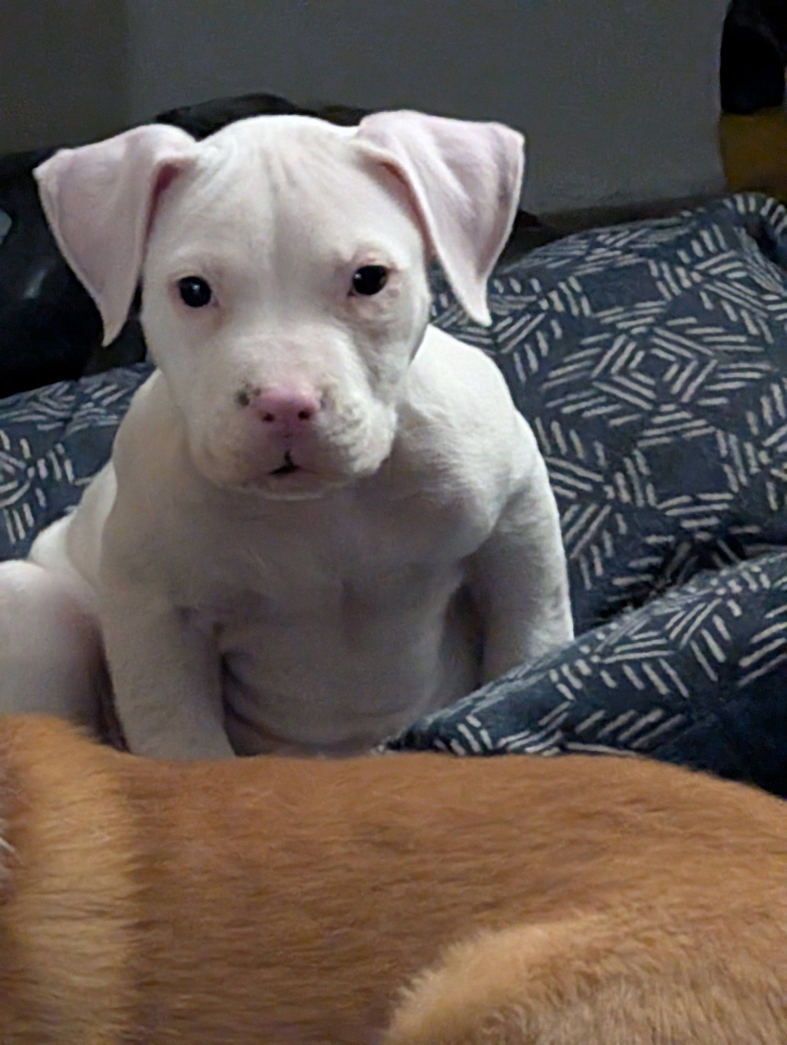 Klamath falls pets for sale | Facebook