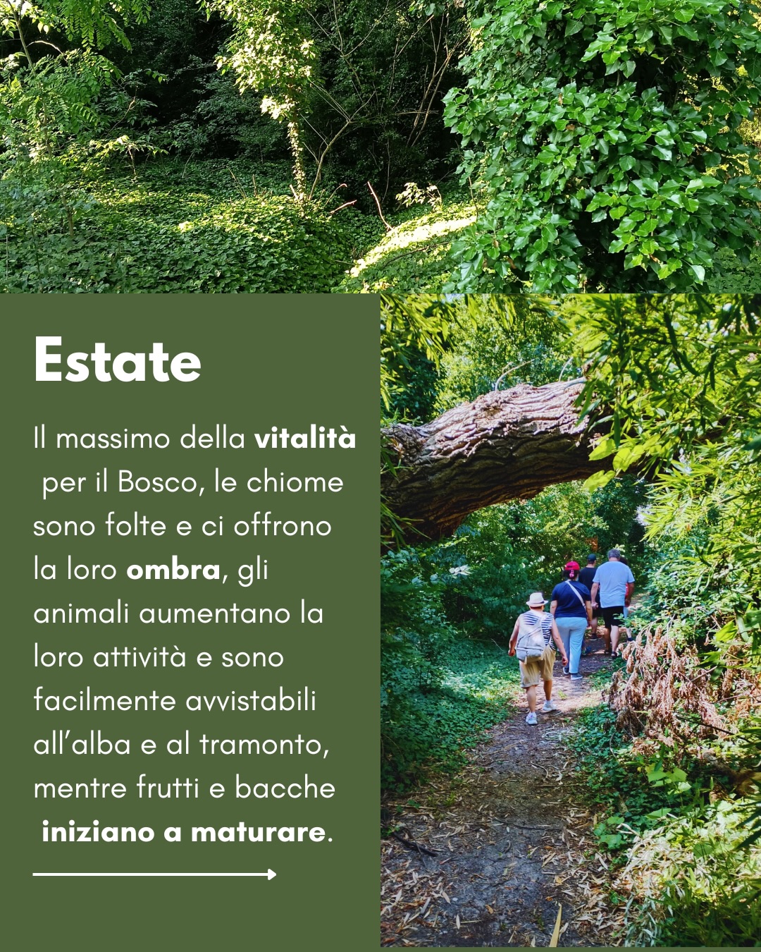 Bosco Integrale | Cento