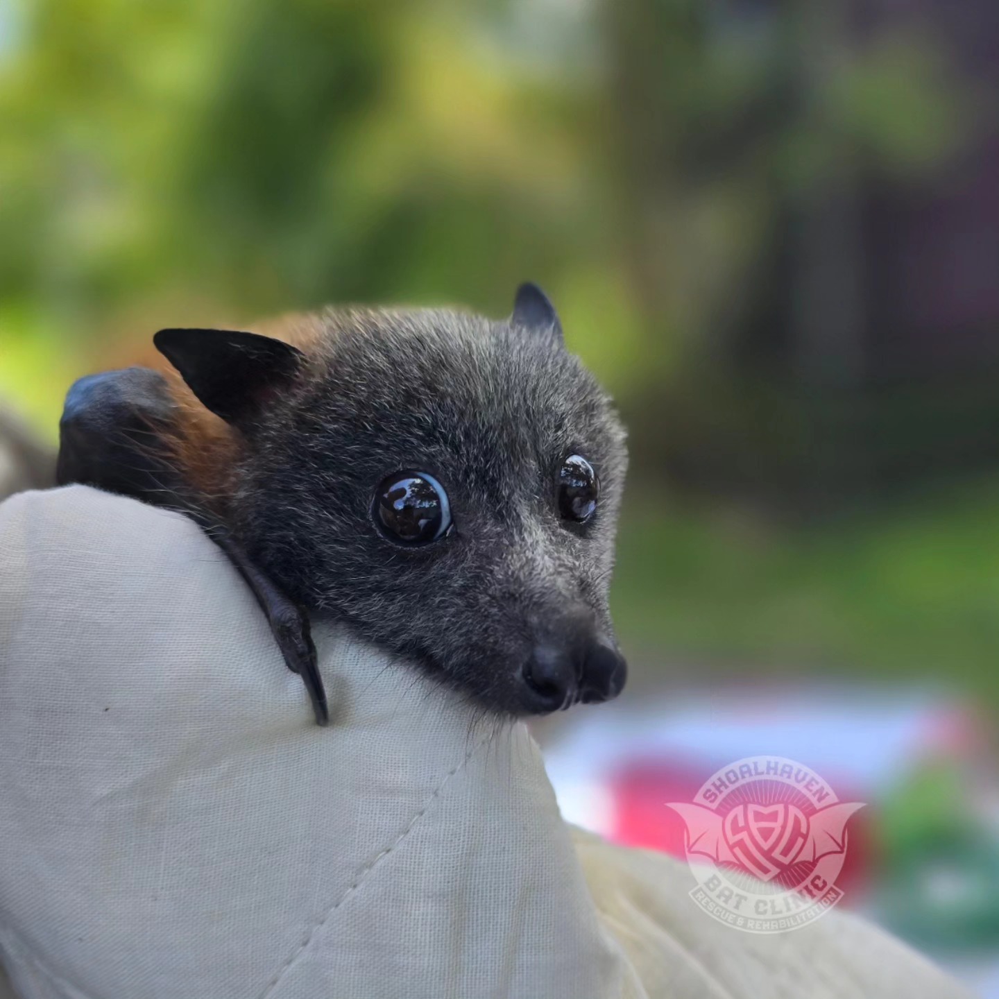 Flying-Foxes of Sydney added a... - Flying-Foxes of Sydney